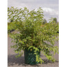 DEUTZIA compacta LAVENDER TIME En pot de 10-12 litres