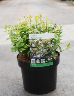 ABELIA KALEIDOSCOPE En pot de 3-4 litres