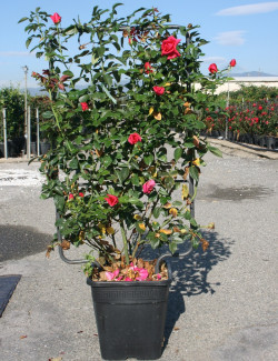 Topiaire (Plante taillée) -  ROSIER grimpant En pot de 15-20 litres forme espalier