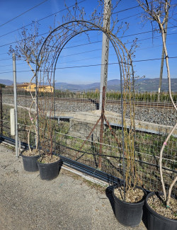 Topiaire (Plante taillée) -  ROSIER grimpant En pot de 35-50 litres forme arche