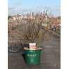 SALIX gracilistyla MOUNT ASO En pot de 10-12 litres