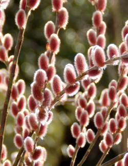 SALIX gracilistyla MOUNT ASO