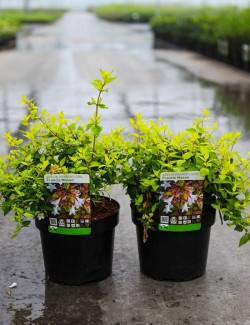 ABELIA FRANCIS MASON En pot de 3-4 litres