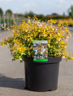 ABELIA FRANCIS MASON En pot de 10-12 litres