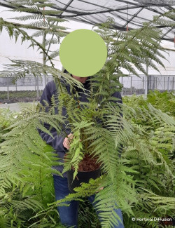 DICKSONIA antartica En pot de 5-7 litres