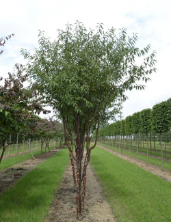 PRUNUS serrula BRANKLYN