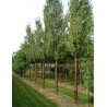 PRUNUS serrula BRANKLYN