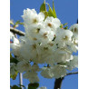 PRUNUS serrula BRANKLYN