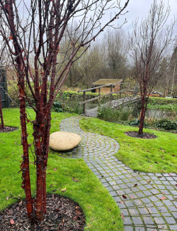 PRUNUS serrula BRANKLYN