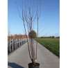 PRUNUS serrula BRANKLYN En pot de 15-20 litres