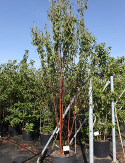 PRUNUS serrula BRANKLYN En pot de 90-110 litres forme cépée