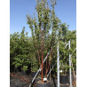 PRUNUS serrula BRANKLYN En pot de 90-110 litres forme cépée