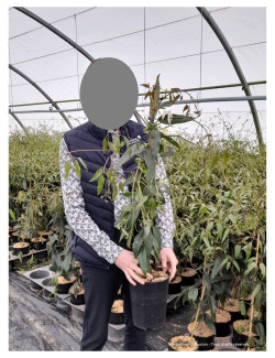 CLEMATIS armandii APPLE BLOSSOM En pot de 2-3 litres