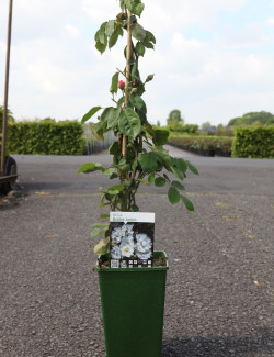 ROSIER GRIMPANT BOBBIE JAMES En pot de 4-5 litres