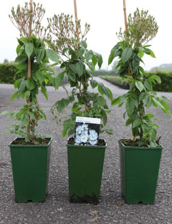 ROSIER GRIMPANT BOBBIE JAMES En pot de 4-5 litres