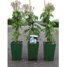 ROSIER GRIMPANT BOBBIE JAMES En pot de 4-5 litres