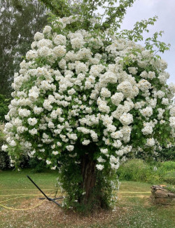 ROSIER GRIMPANT BOBBIE JAMES