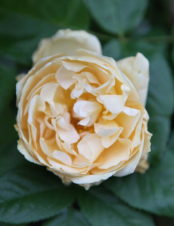 ROSIER GRIMPANT BUFF BEAUTY