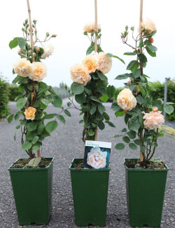 ROSIER GRIMPANT BUFF BEAUTY