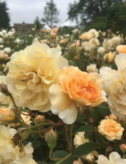 ROSIER GRIMPANT BUFF BEAUTY