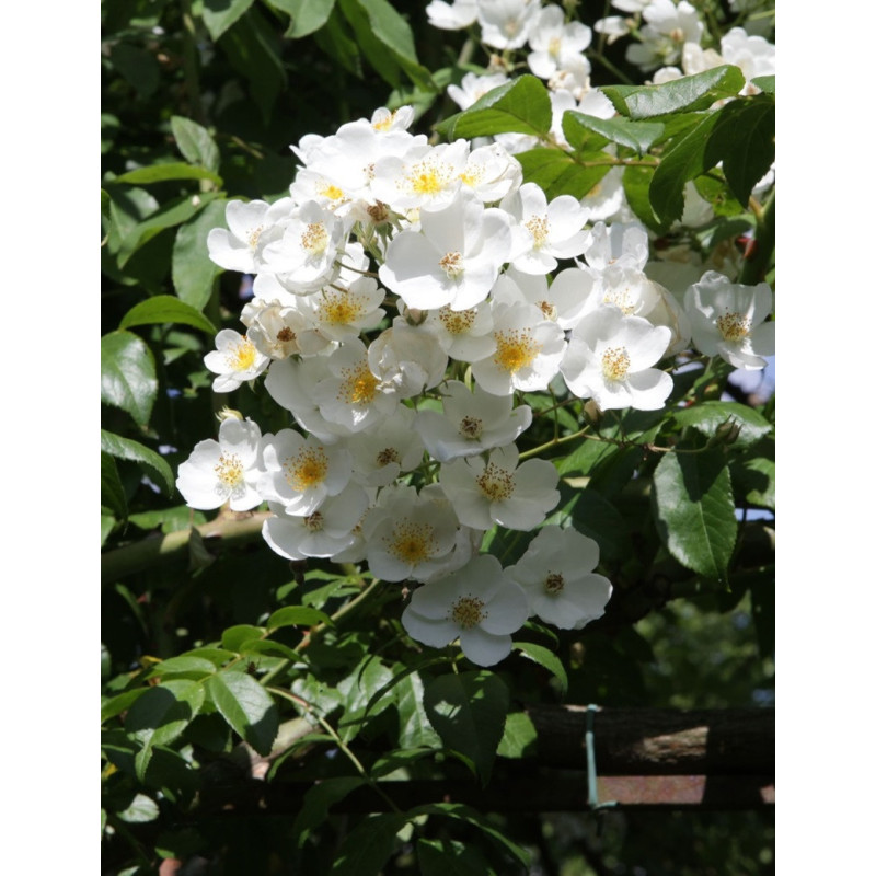 ROSIER GRIMPANT FILIPES KIFTSGATE