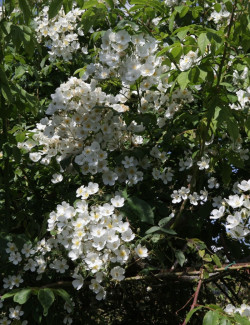 ROSIER GRIMPANT FILIPES KIFTSGATE