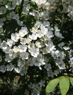 ROSIER GRIMPANT FILIPES KIFTSGATE