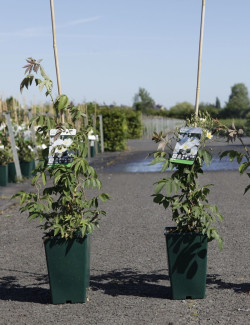 ROSIER GRIMPANT FILIPES KIFTSGATE En pot de 4-5 litres