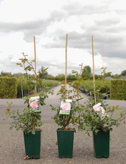 ROSIER GRIMPANT ALBERTINE