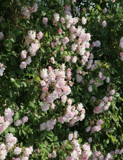 ROSIER GRIMPANT ALBERTINE