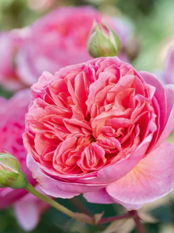 ROSIER DAVID AUSTIN BOSCOBEL