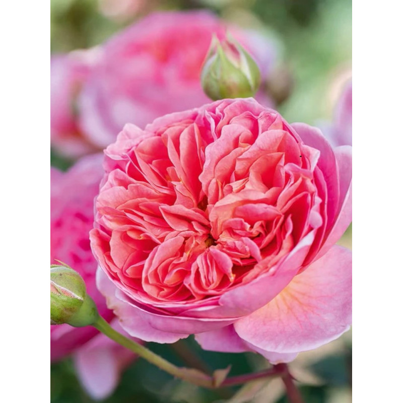 ROSIER DAVID AUSTIN BOSCOBEL