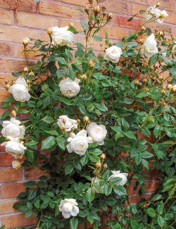 ROSIER DAVID AUSTIN CLAIRE AUSTIN