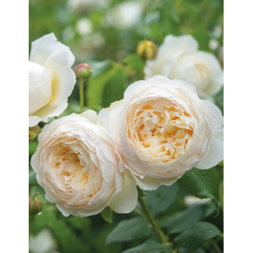 ROSIER DAVID AUSTIN CLAIRE AUSTIN