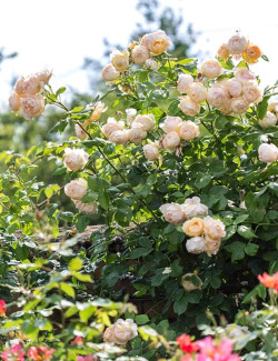 ROSIER DAVID AUSTIN WOLLERTON OLD HALL