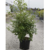STYRAX japonicus En pot de 10-12 litres