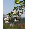 STYRAX japonicus