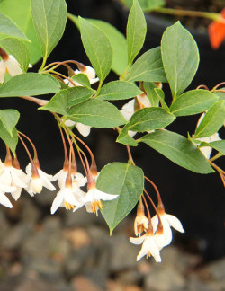 STYRAX japonicus