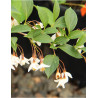 STYRAX japonicus