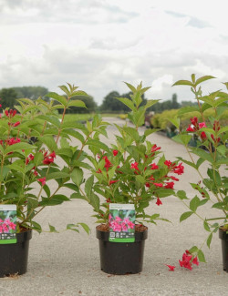 WEIGELA RED PRINCE En pot de 4-5 litres