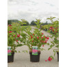 WEIGELA RED PRINCE En pot de 4-5 litres