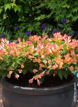 WEIGELA ALL SUMMER PEACH