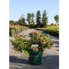 WEIGELA ALL SUMMER PEACH En pot de 10-12 litres