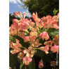 WEIGELA ALL SUMMER PEACH