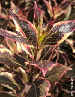 WEIGELA ALL SUMMER MONET