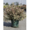 WEIGELA ALL SUMMER MONET En pot de 10-12 litres