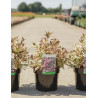 WEIGELA ALL SUMMER MONET En pot de 3-4 litres