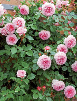 ROSIER DAVID AUSTIN JAMES GALWAY