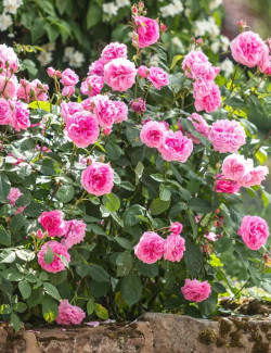 ROSIER DAVID AUSTIN GERTRUDE JEKYLL