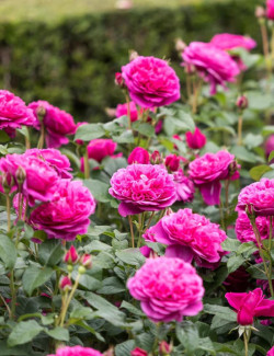 ROSIER DAVID AUSTIN JAMES AUSTIN